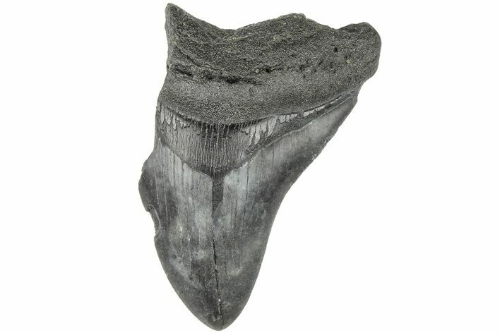 Partial Megalodon Tooth #194049